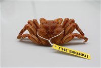 藏品(美麗斜紋蟹)的圖片